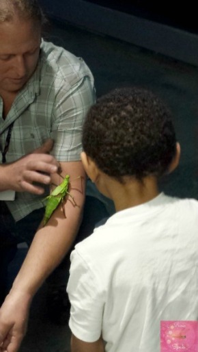 Reese_Speaks_Museum_Of_Nature_Big_Bugs_Jungle_Nymph_2_Photo_10212015