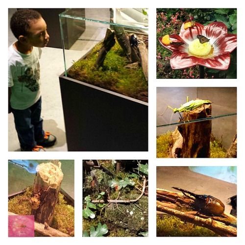 Reese_Speaks_Museum_Of_Nature_Big_Bugs_Terraria_Collage_2_Photo_10212015